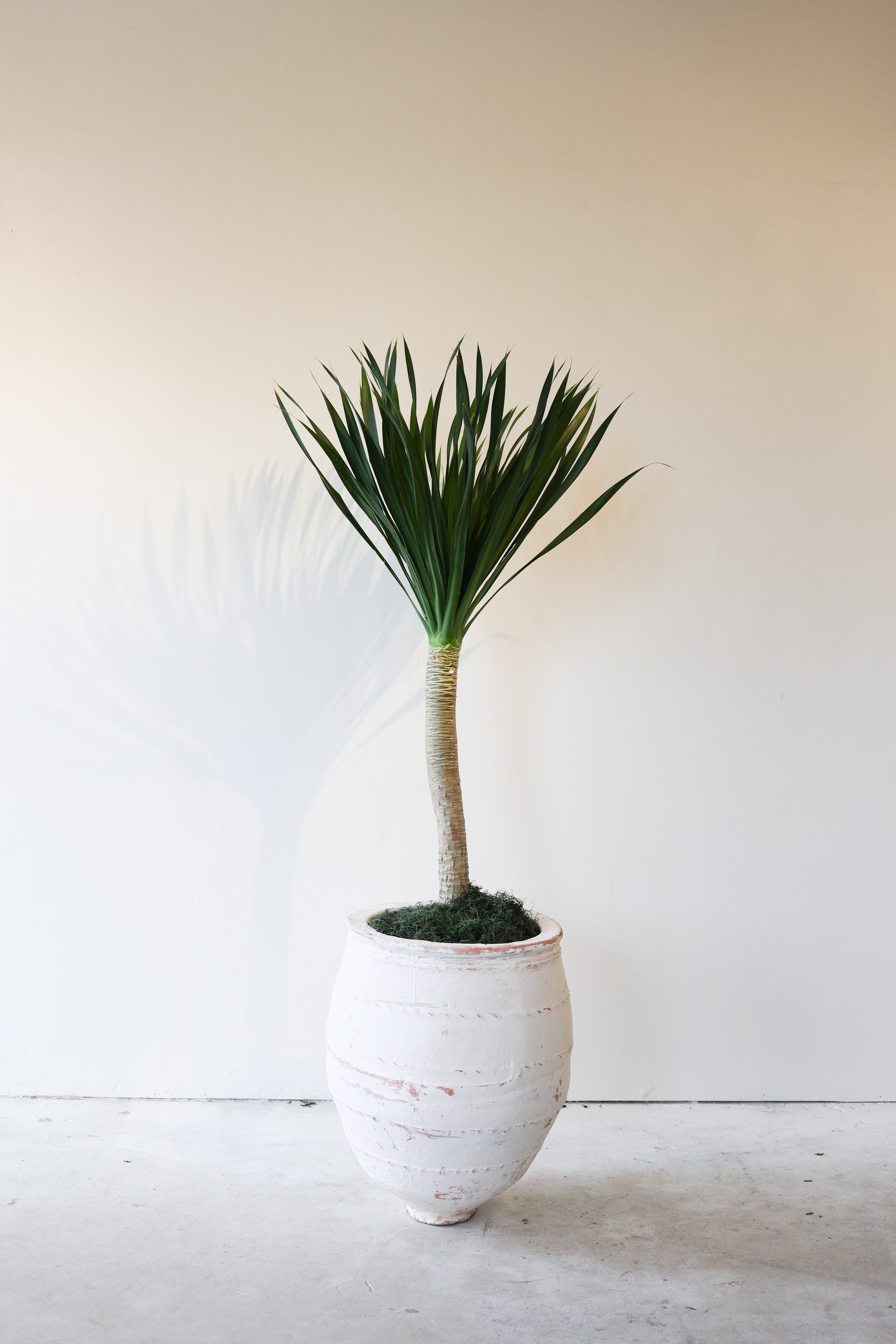 Dracaena Arborea (Small) – Roam Homeware