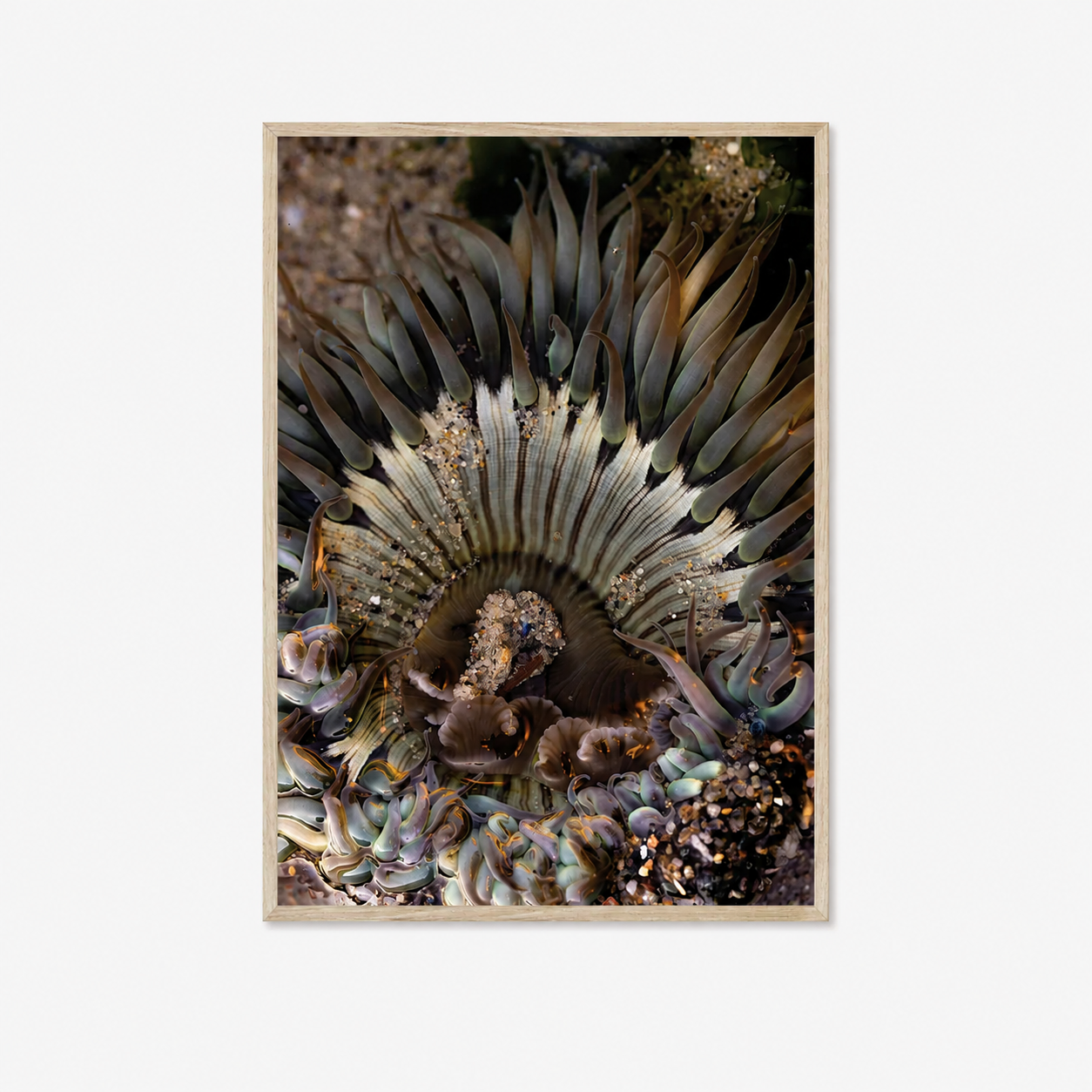 Anemone, Three