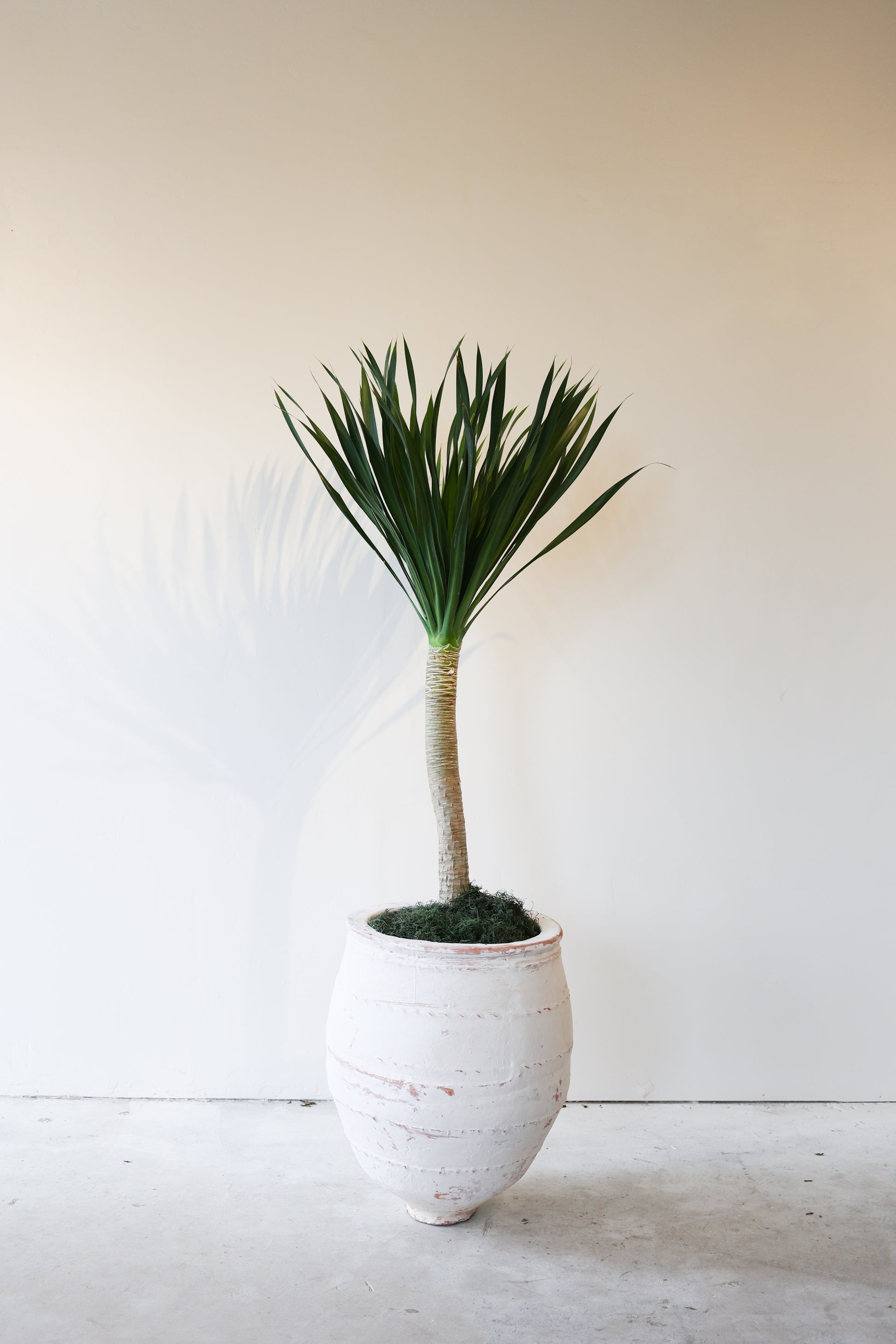 dracaena arborea outdoor Dracaena Arborea (Small) – Roam Homeware