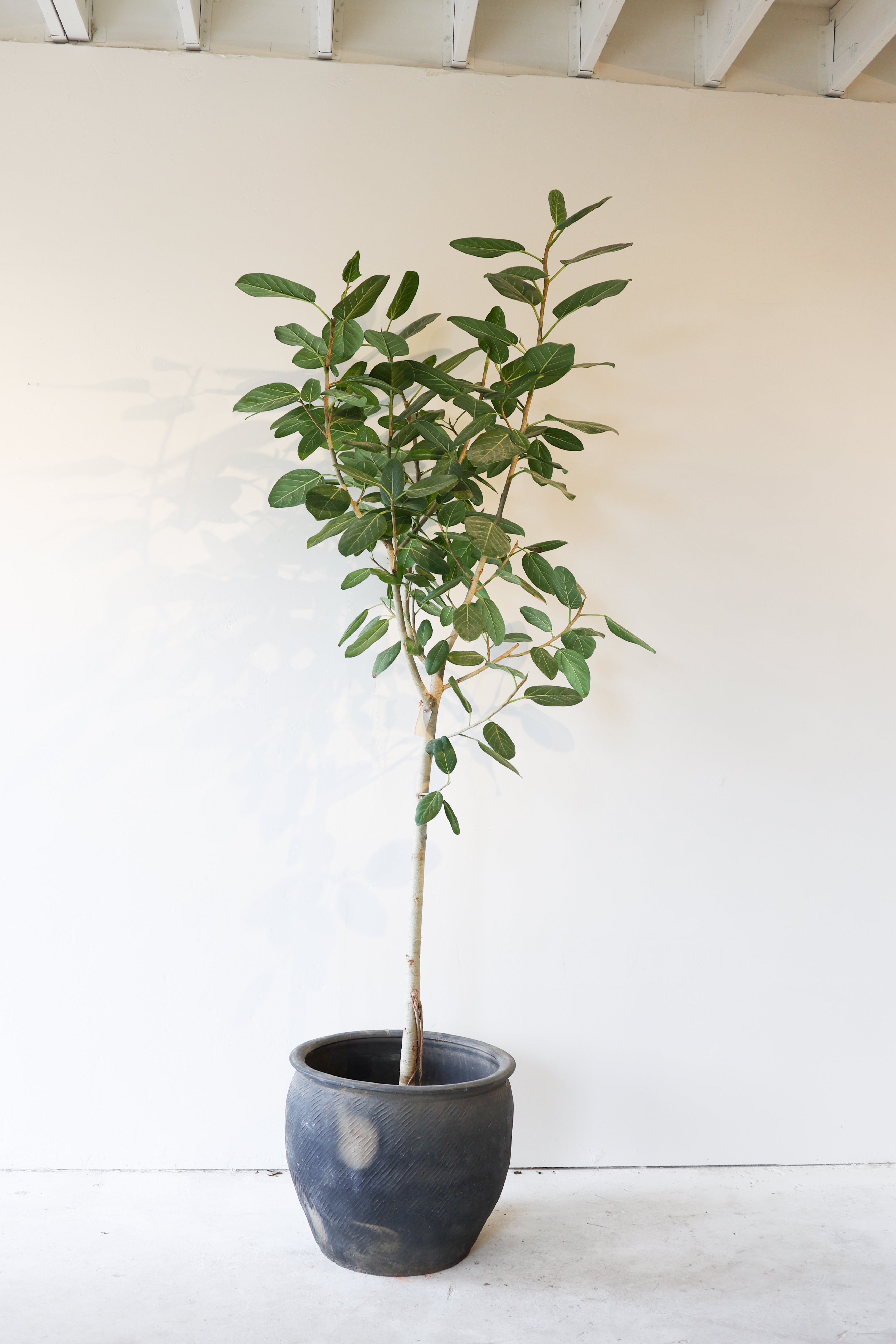 Ficus Audrey - XL - 9ft